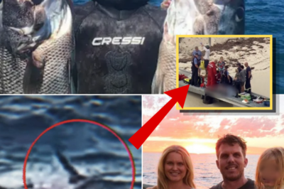 Diver Killed in Horrific Great White Shark Attack Near Australian Tourist Island