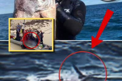 Massive Shark Sighting Near Tourist Coast Sparks Alarm Days After Mattaboni Tragedy