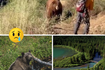 SCREAMS IN THE WILDERNESS: “We Heard a Scream” – Hiker Mauled by Bear in Terrifying Surprise Attack at Glacier National Park, Second Horror in Weeks as Trails Reopen to Carnage