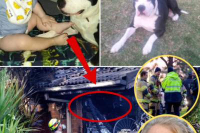 Family Shares Emotional Tribute After Melbourne House Fire as Dogs Were Found Near Three-Year-Old Jordan Dashwood