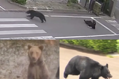 Bear Panic: Nearly 100 Schools Shut Down as Elusive Bear Sparks Fear Across Japan